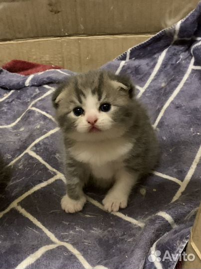 Вязка Шотландский котик приглашает кошечек