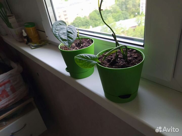 Монстера карстенианум перу