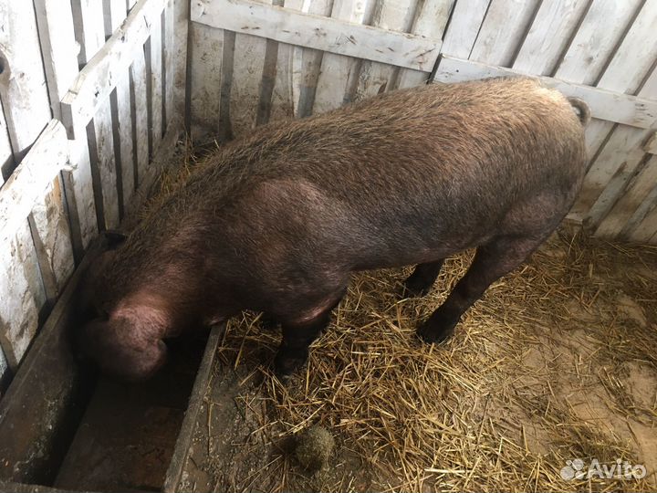 Услуги хряка