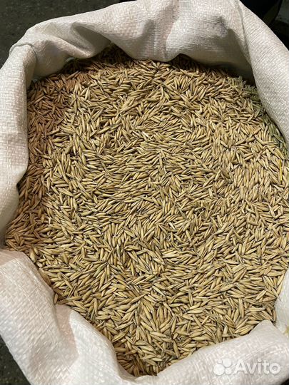 Овёс фуражный