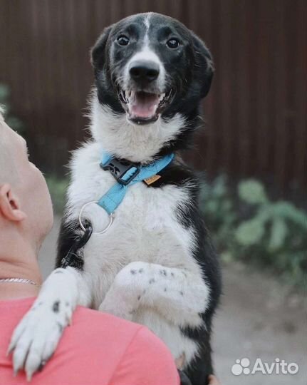 Собака в добрые руки