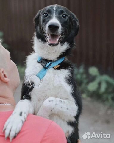 Собака в добрые руки