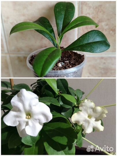 Цветушие растения, редкие и не очень