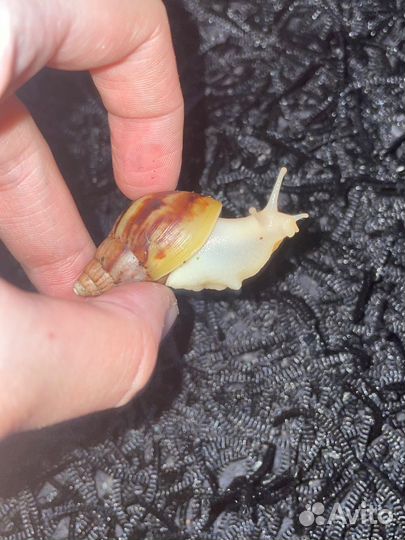 Улитки ахатины 3 месяца