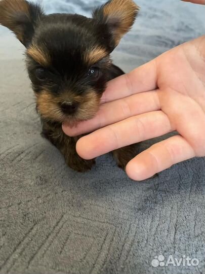 Йоркширский терьер