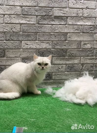 Экспресс линька для кошек всех пород