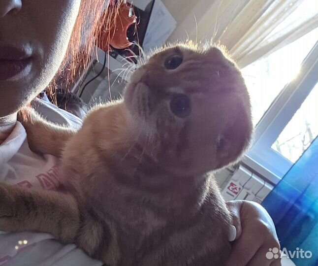 Золотистый ретривер