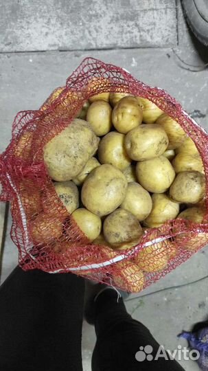 Овощи