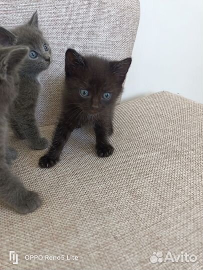 Отдам котят в добрые руки