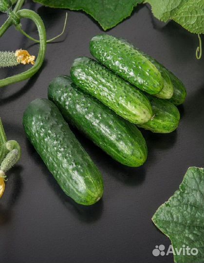 Огурцы свежие