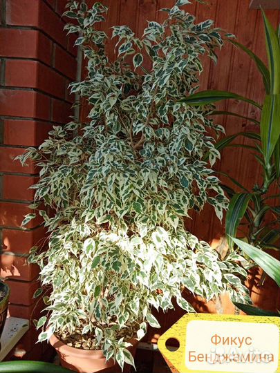 Кофейное дерево с плодами