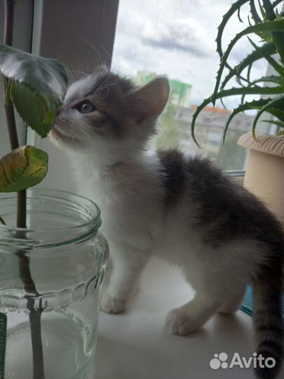 Кошечки - малышки ищут дом