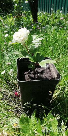 Саженцы декоративных кустарников