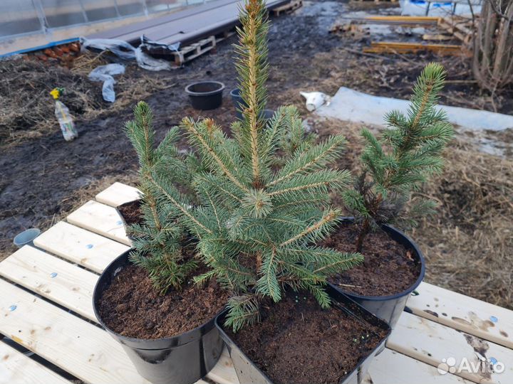 Саженцы Ель Голубая