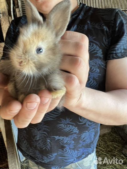 Продам декортивных крольчат