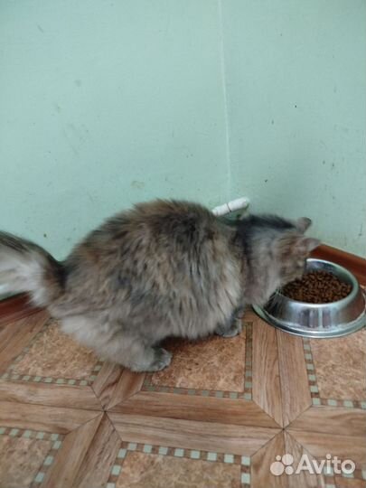 Зеленоглазая красотка