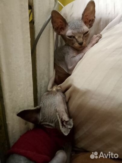 Канадский сфинкс