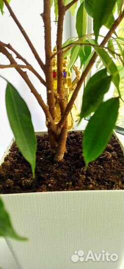 Фикус бенджамина большой Регидан