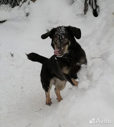 Спасенный из якутского ада пинчер ищет дом
