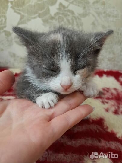 Котенок бесплатно