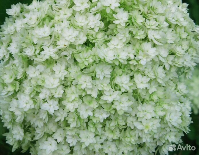 Гортензия старберст махровая