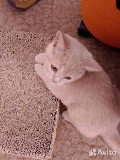 Последний котенок
