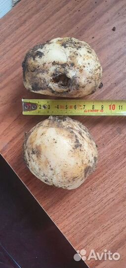 Рябчик императорский 