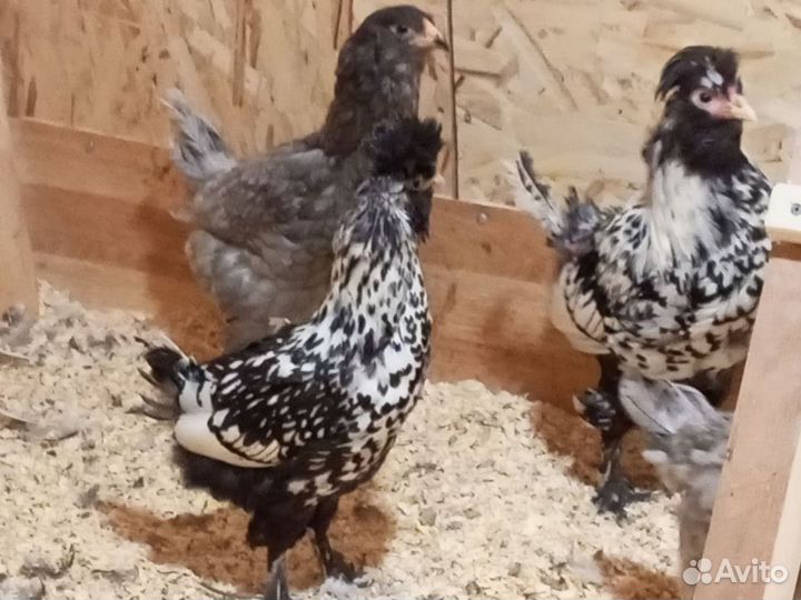 Павловское серебро куры