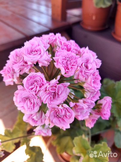 Пеларгонии сортовые