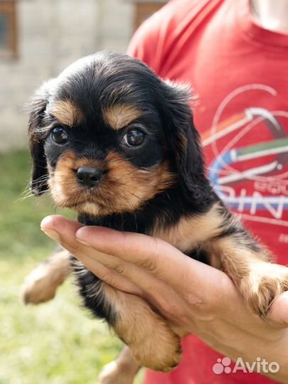 Кавалер кинг чарльз