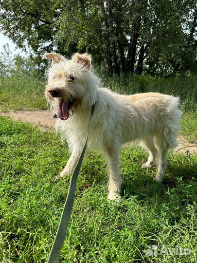 Красавец Албу надеется на чудо