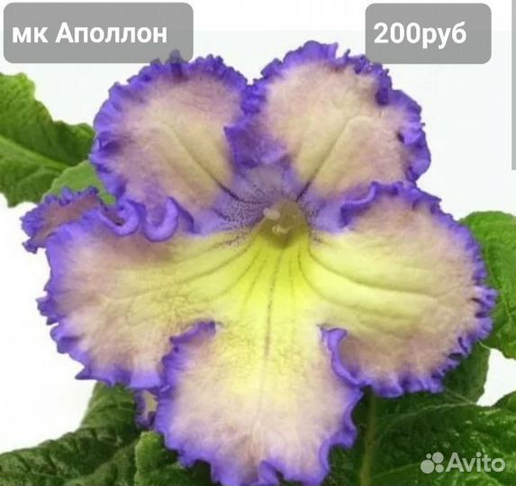 2. Стрептокарпусы сортовые