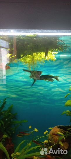 Рыбки скалярии