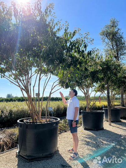 Чернозем верхние 20см,перегной готовый 2-3г,от 20м