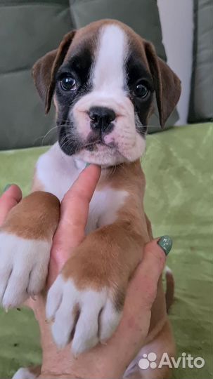 Боксер девочка