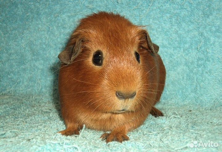 Морские свинки, девочки