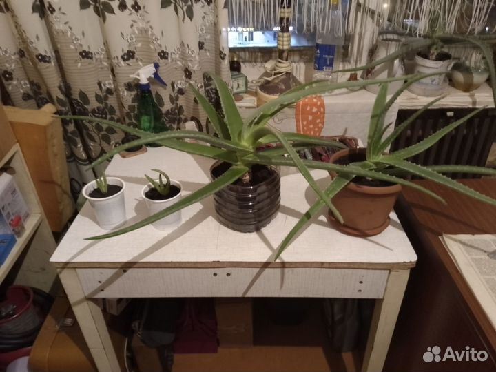 Цветок алоэ вера