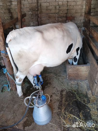 Две коровы и телочка