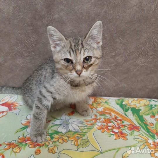 Котенок, девочка