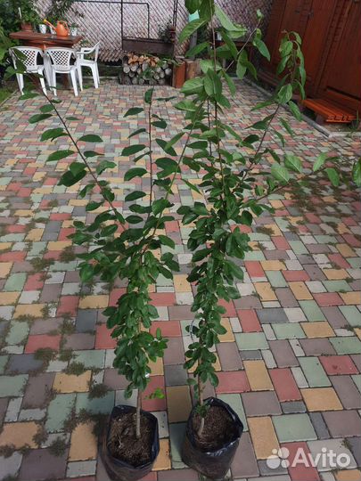 Алыча Солнечный зайчик