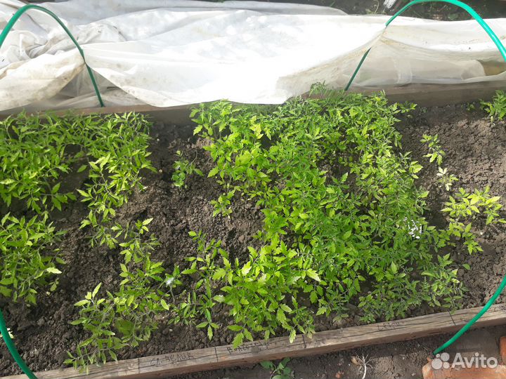 Рассада томатов,перцев,капусты