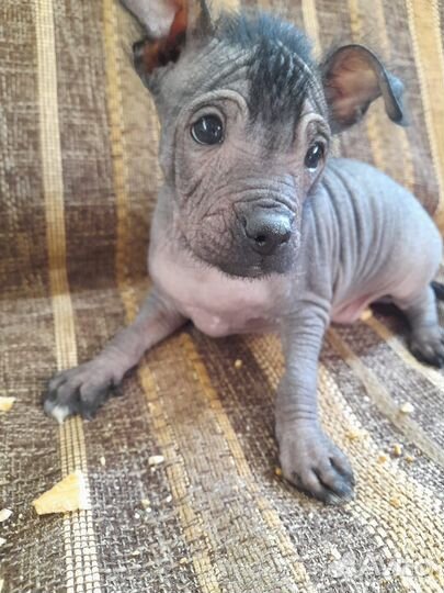 Щенки Китайской хохлатой