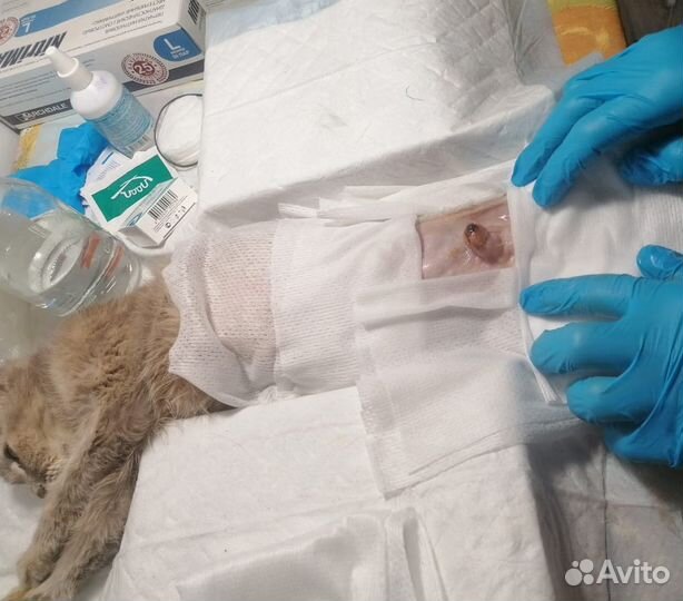 Услуги Ветеринарного Врача