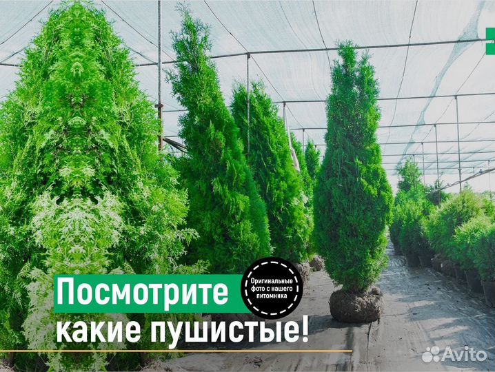 Туя смарагд 2 м свежая копка 2023