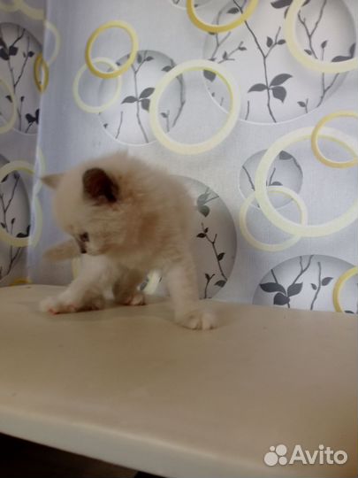 Котята невской маскарадной