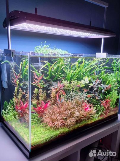 Аквариумы, оформление, обслуживание, рыбки