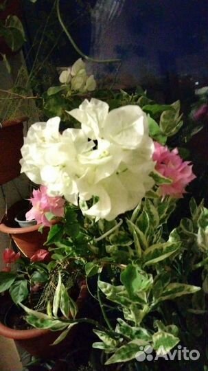 Белоперонье, эписции, бугенвилии