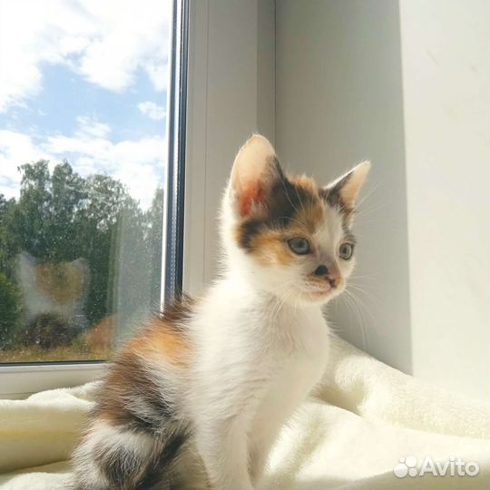 Кошечка, 1,5 месяца, нужно скорее пристроить