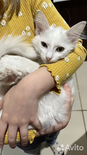 Кошки в добрые руки