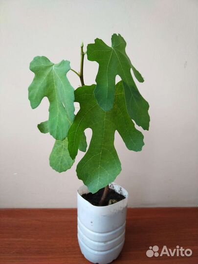 Саженцы инжира